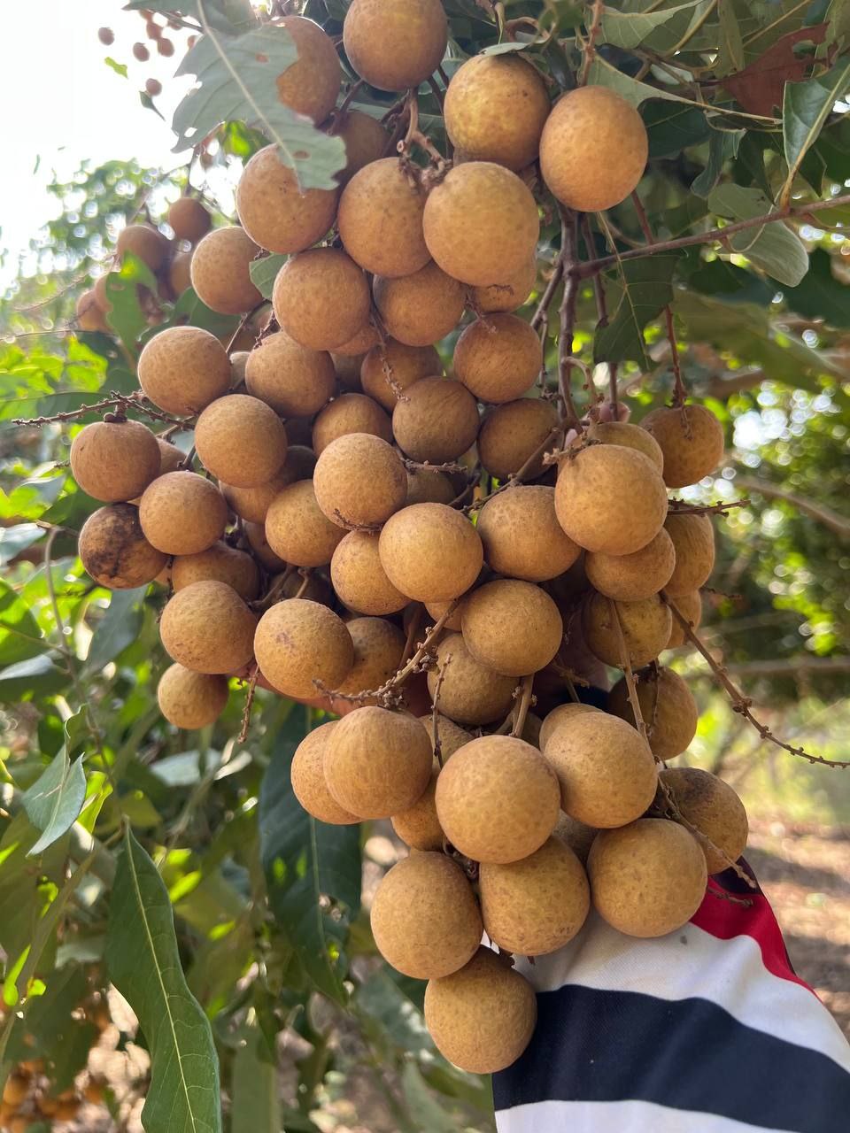 Peeled Longan