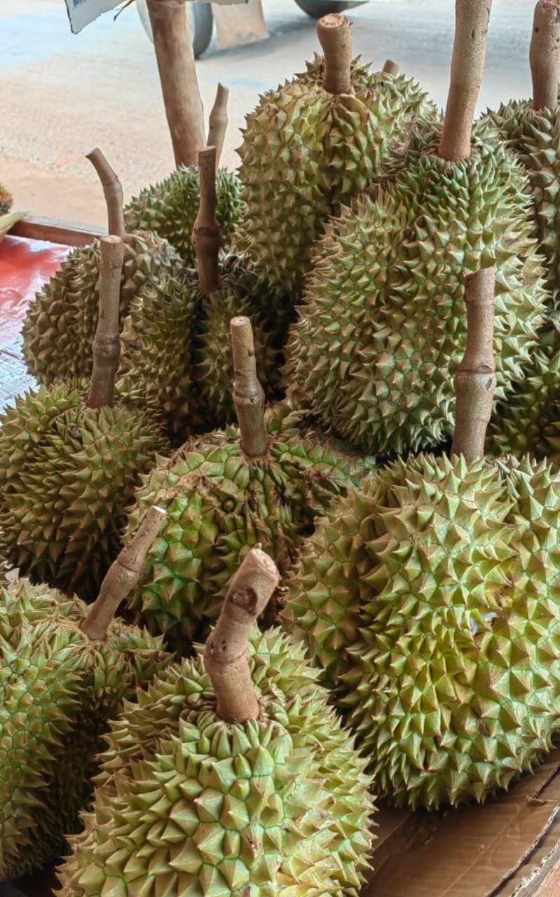 Longan on tree