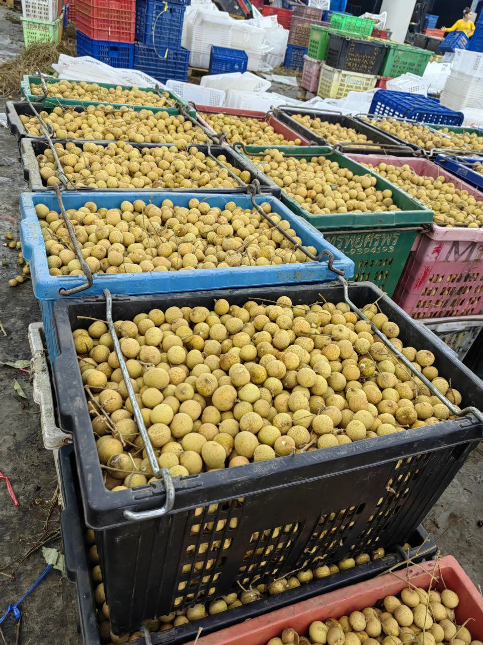 Packed Longan