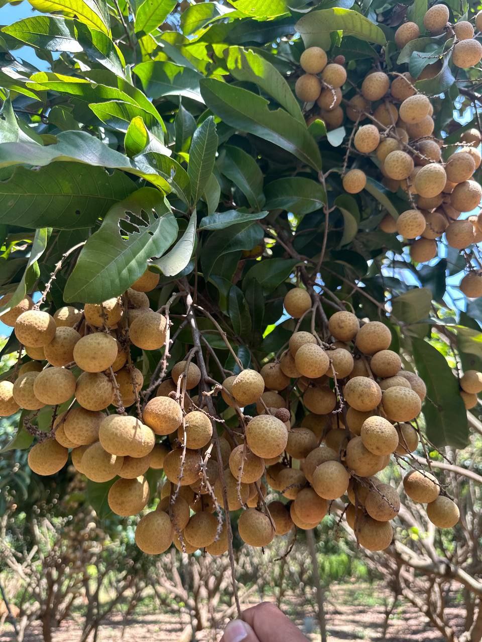 Longan Fruit