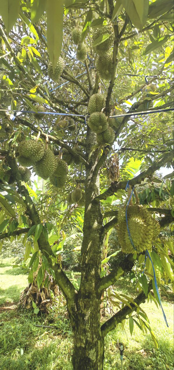 Durian Fruit